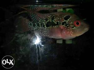 Flowehorn fish very active and healthy
