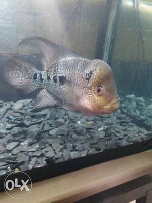Flowerhorn 1 year old. 7 inches male.