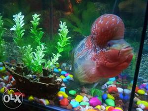 Flowerhorn Fish size 9inch beautiful colour I