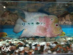 Flowerhorn (fully grown without blood worms)