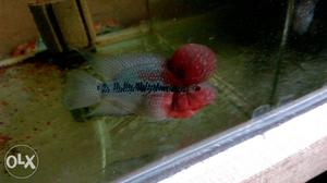 Flowerhorn male good growthing color and AAA hop