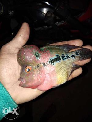 Flowrohon fish Red drigan