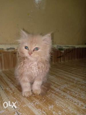 Fong persian 2 month kitten