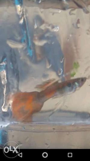 Four male guppy RS 100
