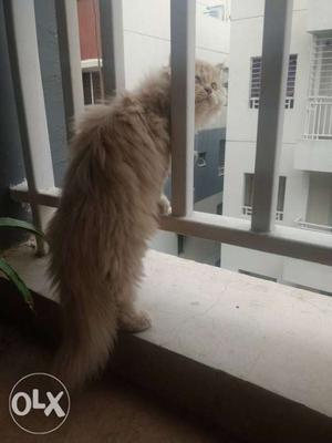 Four months old Persian Kitten In Hyderabad