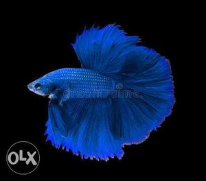 Full blue ohm betta for sale 9 pieces left.