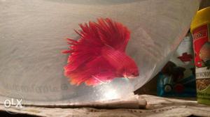 FullRed halfmoon betta male and purple-red female betta