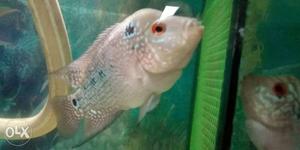 GB kamfa flowerhorn