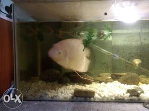 Gaint Gourami approx 12inch original breed and
