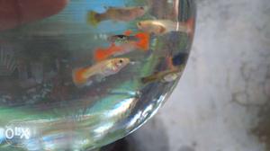 German red Guppy only 40 for pair
