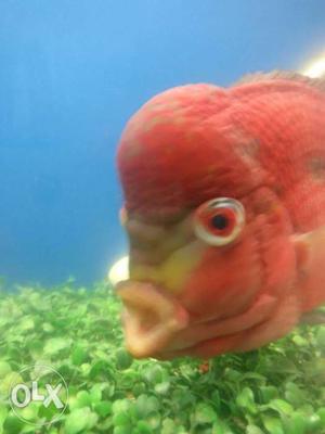 Giant Big Red dragon Flowehorn Fish