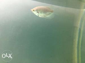Giant gourami for urgent sale