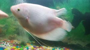 Giant gourami urgent sell 10 to 12 inch