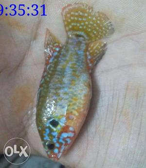 Golden & blue jewel fish. Final price is 400