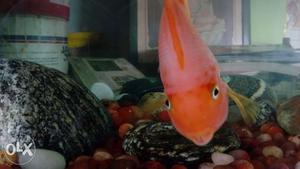 Good Fish, Single