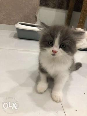Gray And White Persian kitten