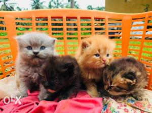 Gray, Black, And Orange Kittens