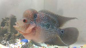 Gray, Black, And Pink Blue Flowerhorn