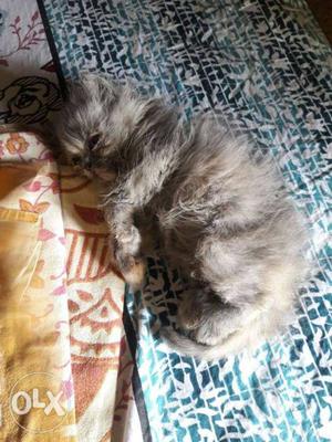 Grey Persian kitten to months old very frndly