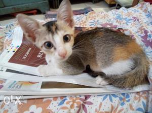 Grey and orange female kitten