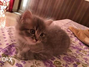 Grey colour Persian cat for sale. 50days old.
