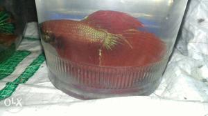 Halfmoon Betta full red only 200rs 3 piece