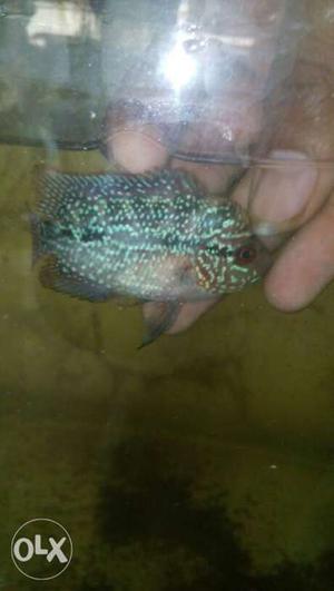 Head pop magma Flowerhorn Fish male for sell