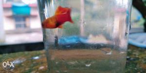 Hybrid platy..plz contact only breeders who