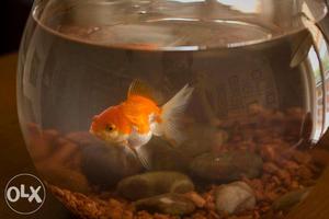 I am interested to sell different varieties of fish bowl and