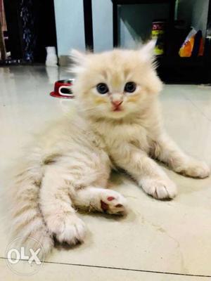 I want to sell my 2 months old 3 Persian cats