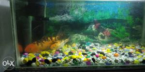 I want to sell urgently my fish and fish tank Price is not