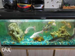 Imported Fish tank 5 feet for sale