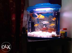 Imported Fully Moulded Aquerium. With Motor, becsuse iam