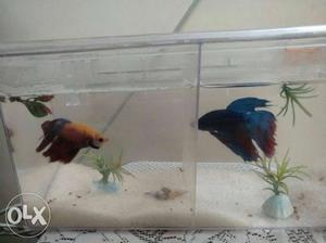 Imported Two Blue And Red Betta Fish with tank