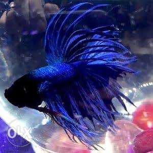 Imported blue crowntail betta