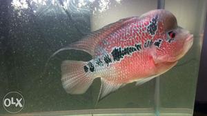 Imported flowerhorn kingkamfa around 8 inches and