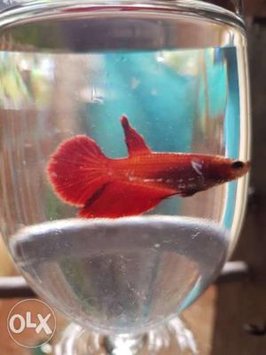 Imported high quality Betta fish