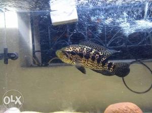 Jaguar fish 9 inches size
