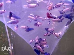 Koi Plakad females available.. Above 10 pieces