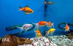 (LOW RATE) Ornamental fishes available at low