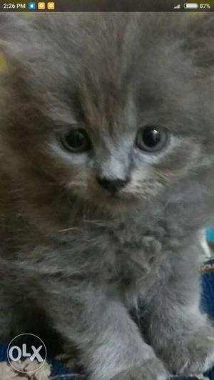 Long-fur Gray Kitten Screenshot