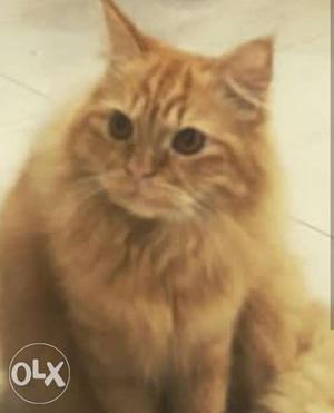 Male persian cat 1year old for sale