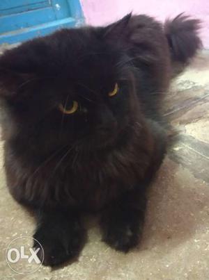 Male persian long Furr heavy bone and very friendly and