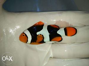 Marine fish available with us. we deal with