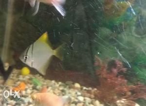 Monoangel fish for sale at very reasonable price. Urgent