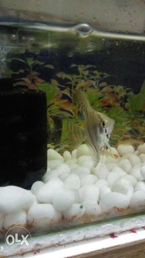 One pair angel fish for sale one pair rs 100 only