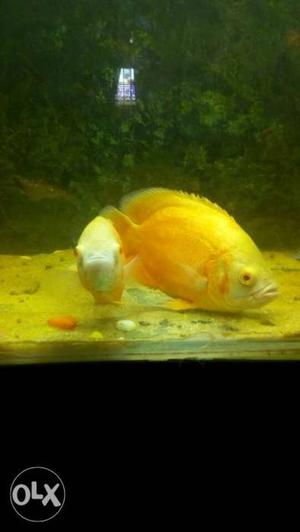 One pair of albino Oscar for sales with good