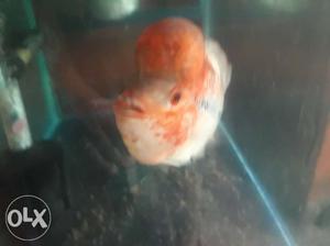 Orange Flowerhorn Cichlid