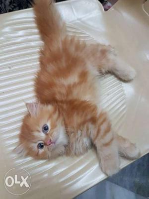 Orange Tabby Kitten 60days old male kitten