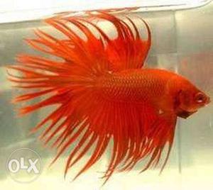 Orange imported crowntail betta,male
